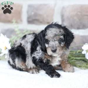 Raine, Cavapoo Puppy